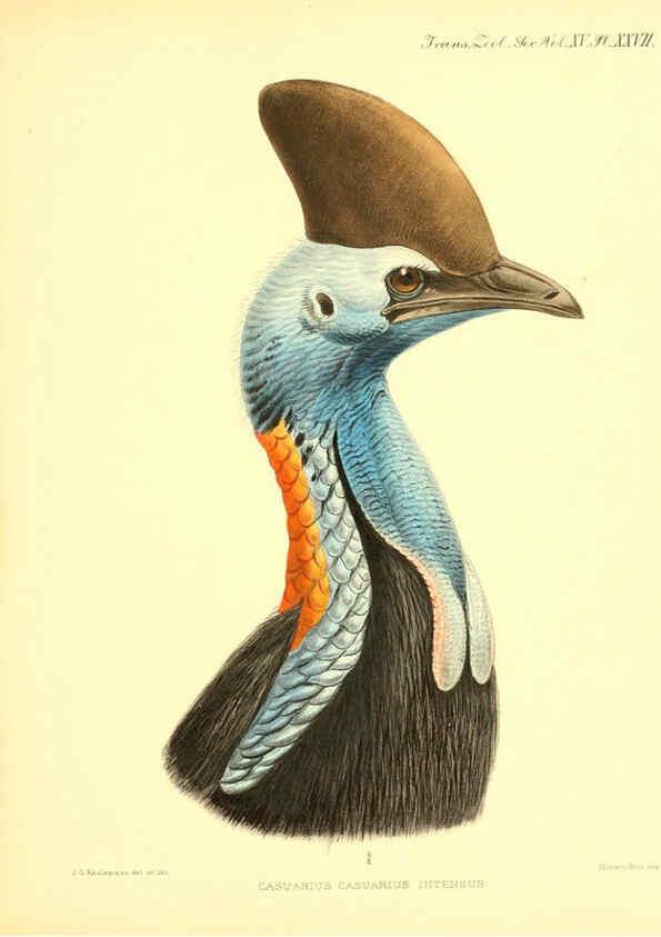 Reproducción/Reproduction 6096883961: A monograph of the genus Casuarius London :Zoological Society of London,1900 