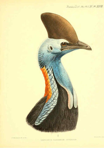 Reproducción/Reproduction 6096883961: A monograph of the genus Casuarius London :Zoological Society of London,1900 