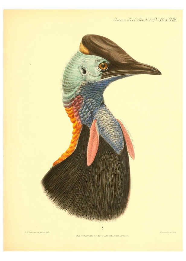 Reproducción/Reproduction 6096884181: A monograph of the genus Casuarius London :Zoological Society of London,1900 