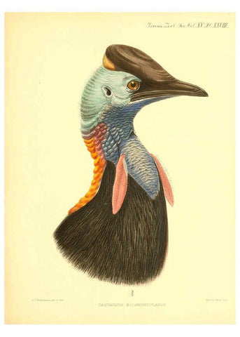 Reproducción/Reproduction 6096884181: A monograph of the genus Casuarius London :Zoological Society of London,1900 