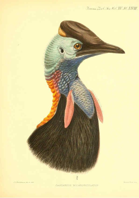 Reproducción/Reproduction 6096884181: A monograph of the genus Casuarius London :Zoological Society of London,1900 