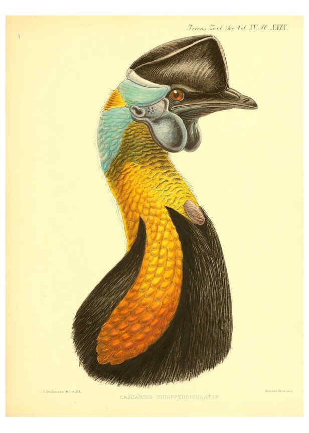 Reproducción/Reproduction 6097429150: A monograph of the genus Casuarius London :Zoological Society of London,1900 