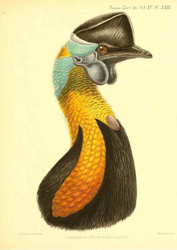 Reproducción/Reproduction 6097429150: A monograph of the genus Casuarius London :Zoological Society of London,1900 