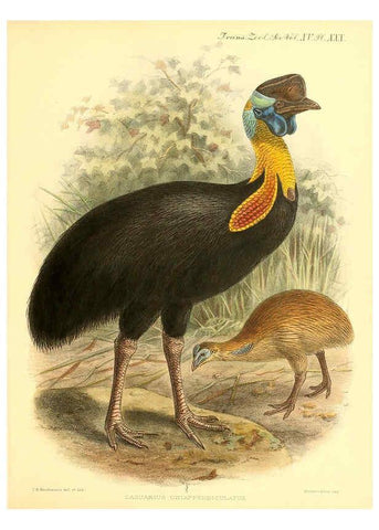 Reproducción/Reproduction 6097429402: A monograph of the genus Casuarius London :Zoological Society of London,1900 