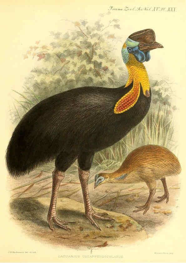 Reproducción/Reproduction 6097429402: A monograph of the genus Casuarius London :Zoological Society of London,1900 