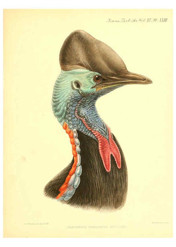 Reproducción/Reproduction 6097425578: A monograph of the genus Casuarius London :Zoological Society of London,1900 
