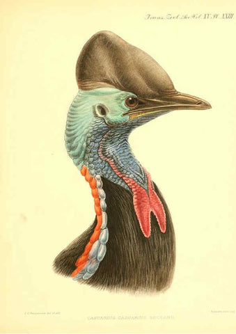 Reproducción/Reproduction 6097425578: A monograph of the genus Casuarius London :Zoological Society of London,1900 