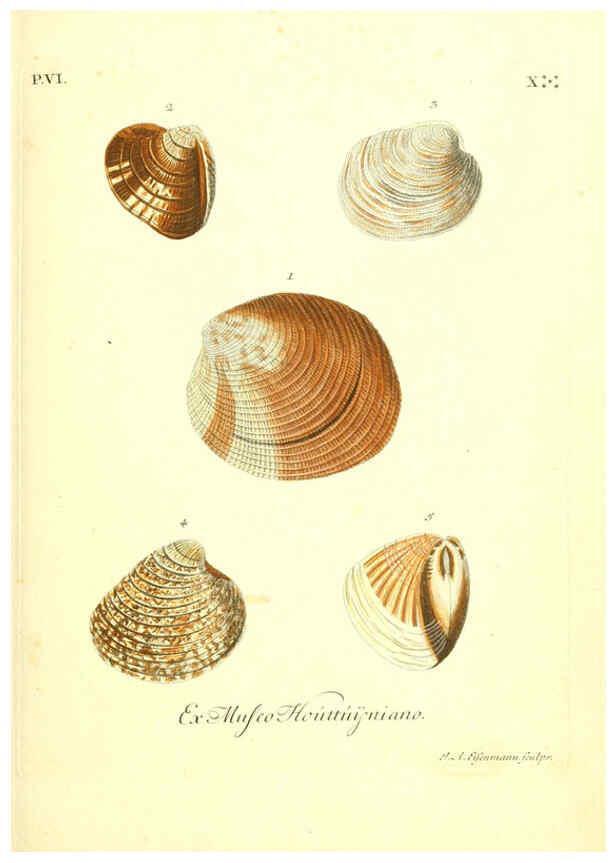 Reproducción/Reproduction 6096118047: Vergnügen der Augen und des Gemüths. v.2 atlas. [Nuremberg :1757
