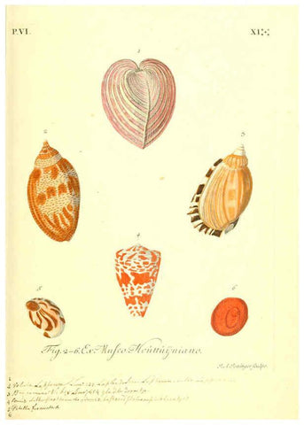 Reproducción/Reproduction 6096118507: Vergnügen der Augen und des Gemüths. v.2 atlas. [Nuremberg :1757