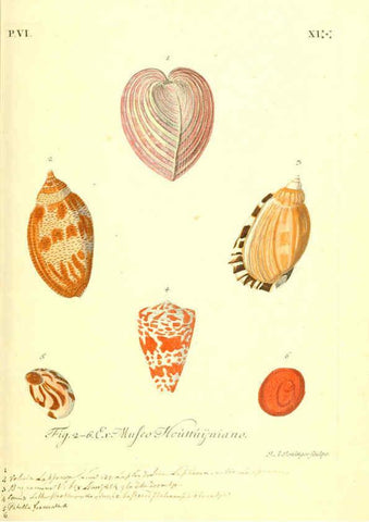Reproducción/Reproduction 6096118507: Vergnügen der Augen und des Gemüths. v.2 atlas. [Nuremberg :1757