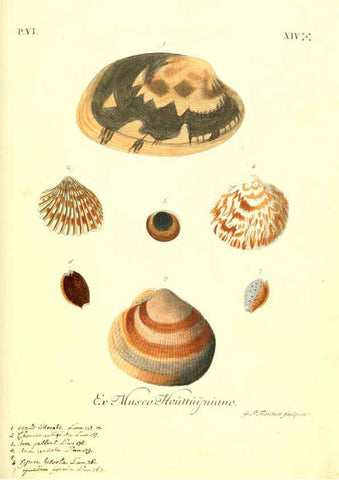 Reproducción/Reproduction 6096119481: Vergnügen der Augen und des Gemüths. v.2 atlas. [Nuremberg :1757