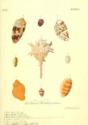 Reproducción/Reproduction 6096120191: Vergnügen der Augen und des Gemüths. v.2 atlas. [Nuremberg :1757