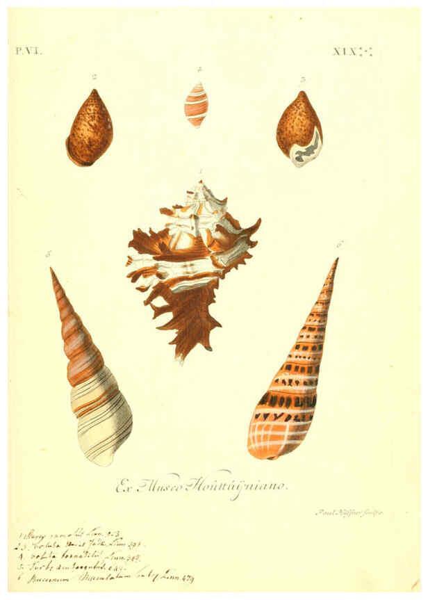Reproducción/Reproduction 6096120697: Vergnügen der Augen und des Gemüths. v.2 atlas. [Nuremberg :1757
