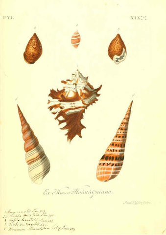 Reproducción/Reproduction 6096120697: Vergnügen der Augen und des Gemüths. v.2 atlas. [Nuremberg :1757