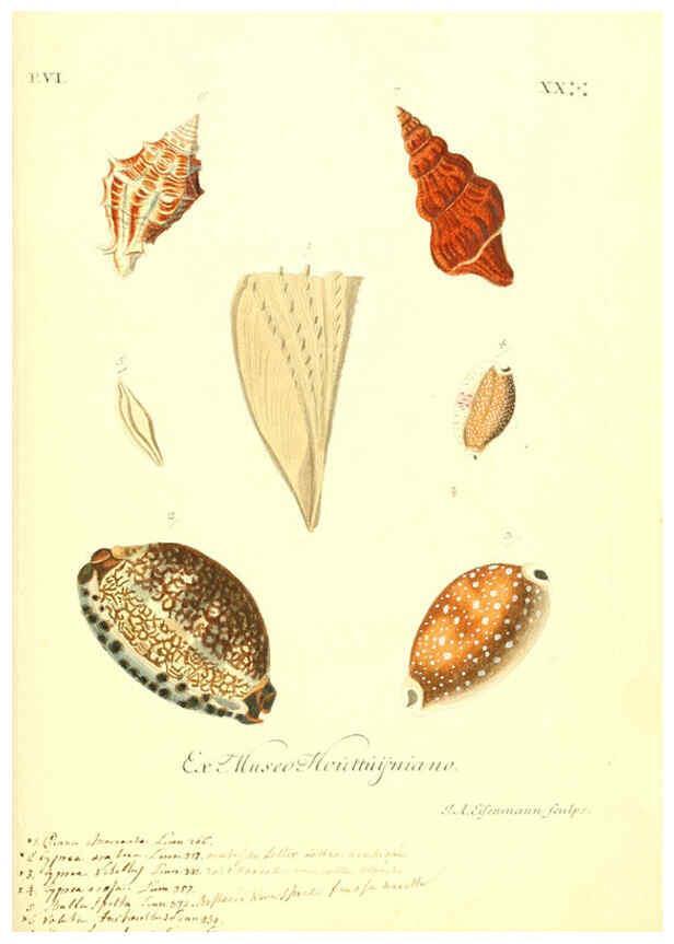 Reproducción/Reproduction 6096665580: Vergnügen der Augen und des Gemüths. v.2 atlas. [Nuremberg :1757