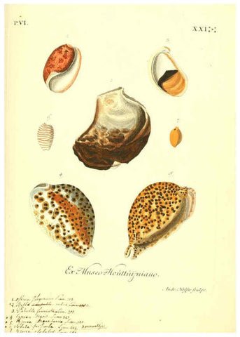 Reproducción/Reproduction 6096665842: Vergnügen der Augen und des Gemüths. v.2 atlas. [Nuremberg :1757