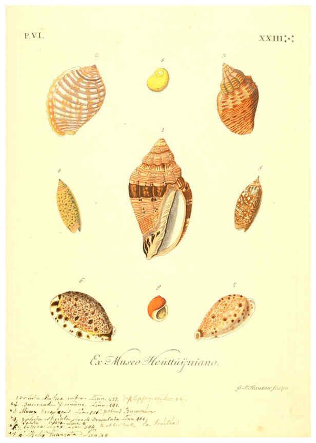 Reproducción/Reproduction 6096666298: Vergnügen der Augen und des Gemüths. v.2 atlas. [Nuremberg :1757