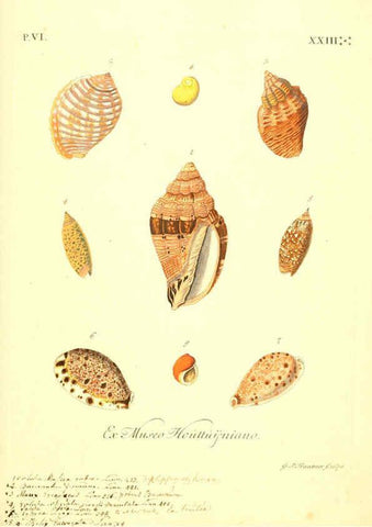 Reproducción/Reproduction 6096666298: Vergnügen der Augen und des Gemüths. v.2 atlas. [Nuremberg :1757