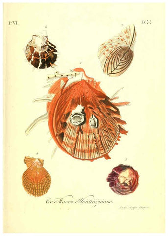 Reproducción/Reproduction 6096117695: Vergnügen der Augen und des Gemüths. v.2 atlas. [Nuremberg :1757