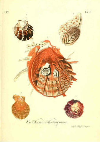 Reproducción/Reproduction 6096117695: Vergnügen der Augen und des Gemüths. v.2 atlas. [Nuremberg :1757