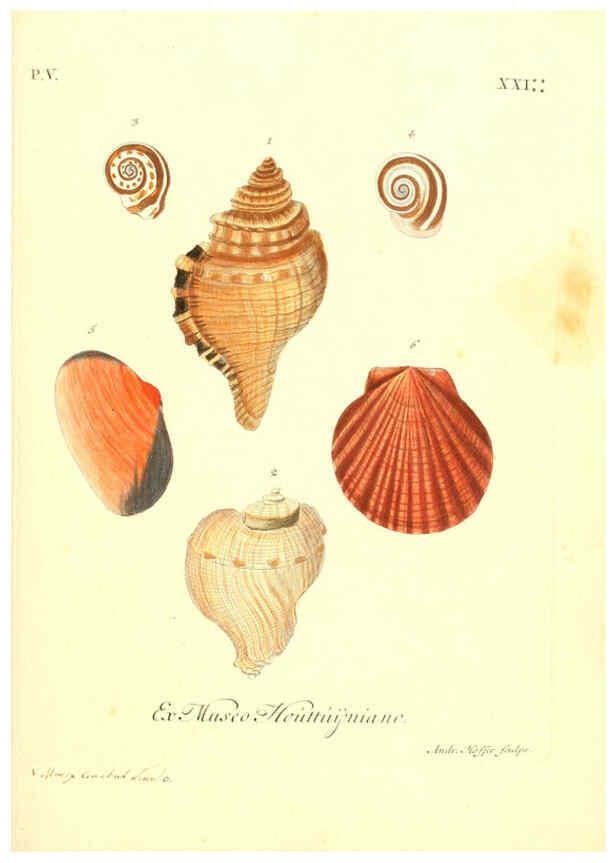 Reproducción/Reproduction 6096656162: Vergnügen der Augen und des Gemüths. v.2 atlas. [Nuremberg :1757