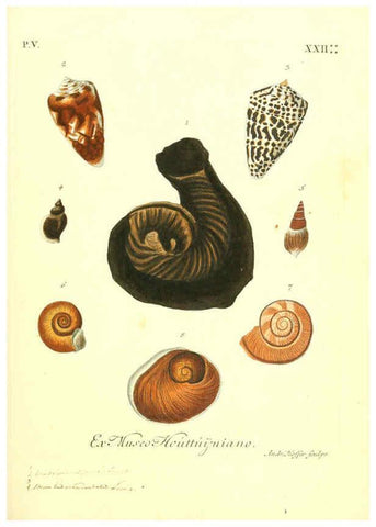Reproducción/Reproduction 6096111589: Vergnügen der Augen und des Gemüths. v.2 atlas. [Nuremberg :1757