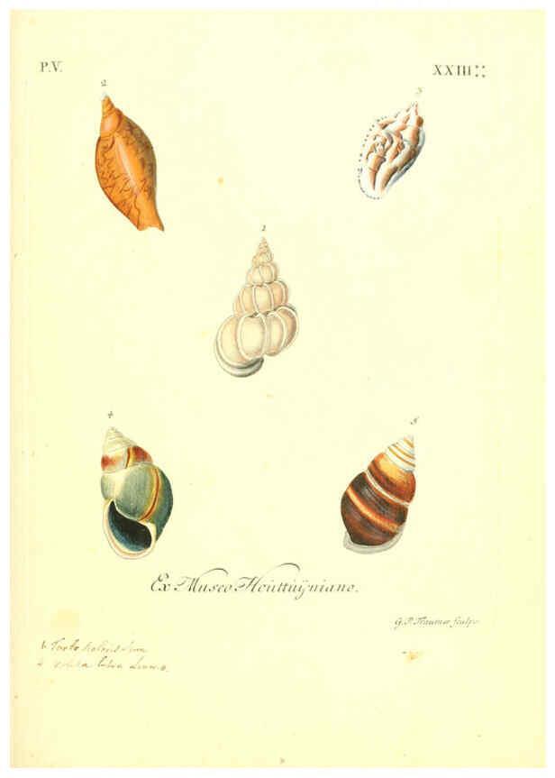 Reproducción/Reproduction 6096111863: Vergnügen der Augen und des Gemüths. v.2 atlas. [Nuremberg :1757
