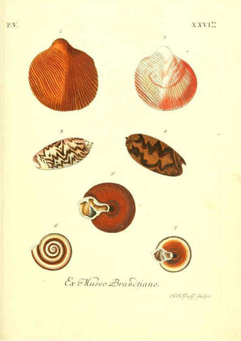 Reproducción/Reproduction 6096657338: Vergnügen der Augen und des Gemüths. v.2 atlas. [Nuremberg :1757
