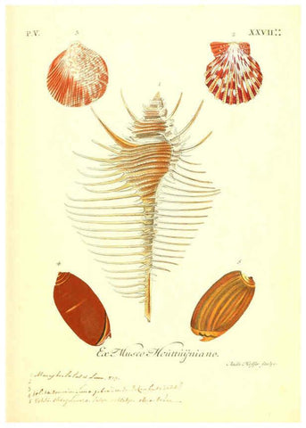 Reproducción/Reproduction 6096112857: Vergnügen der Augen und des Gemüths. v.2 atlas. [Nuremberg :1757