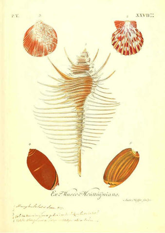 Reproducción/Reproduction 6096112857: Vergnügen der Augen und des Gemüths. v.2 atlas. [Nuremberg :1757