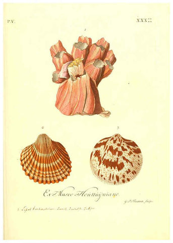 Reproducción/Reproduction 6096115217: Vergnügen der Augen und des Gemüths. v.2 atlas. [Nuremberg :1757