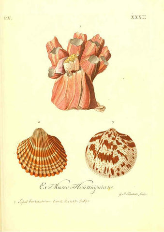 Reproducción/Reproduction 6096115217: Vergnügen der Augen und des Gemüths. v.2 atlas. [Nuremberg :1757