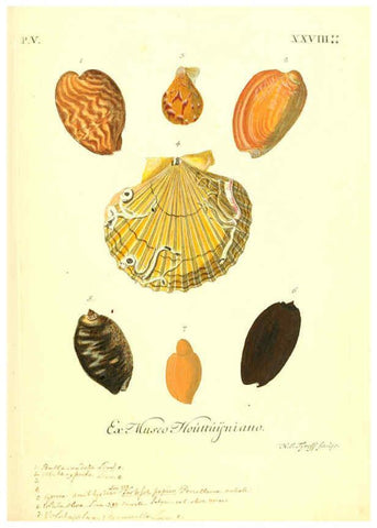 Reproducción/Reproduction 6096657756: Vergnügen der Augen und des Gemüths. v.2 atlas. [Nuremberg :1757