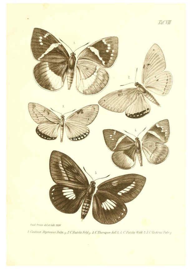 Reproducción/Reproduction 6096705104: Neue und seltene Arten des Lepidopteren-Genus Castnia Ludwigshafen a/Rhein :Im Selbstverlage des Herausgebers,1899