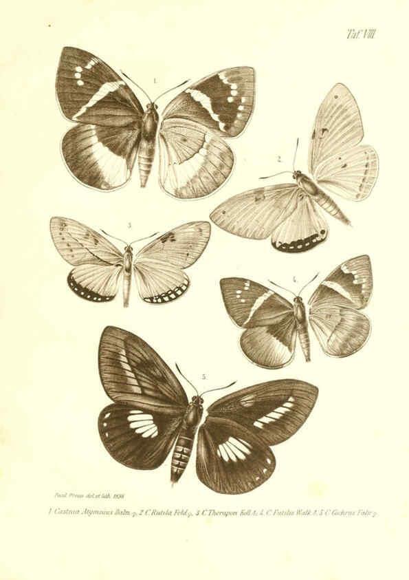 Reproducción/Reproduction 6096705104: Neue und seltene Arten des Lepidopteren-Genus Castnia Ludwigshafen a/Rhein :Im Selbstverlage des Herausgebers,1899