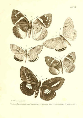 Reproducción/Reproduction 6096705104: Neue und seltene Arten des Lepidopteren-Genus Castnia Ludwigshafen a/Rhein :Im Selbstverlage des Herausgebers,1899