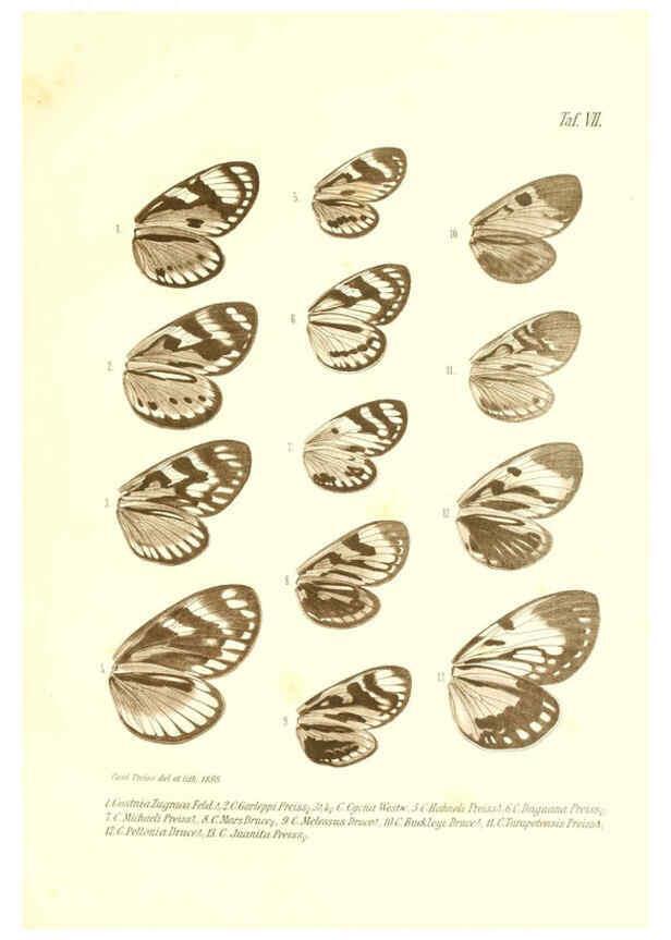 Reproducción/Reproduction 6096160059: Neue und seltene Arten des Lepidopteren-Genus Castnia Ludwigshafen a/Rhein :Im Selbstverlage des Herausgebers,1899