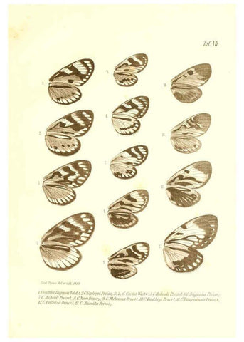 Reproducción/Reproduction 6096160059: Neue und seltene Arten des Lepidopteren-Genus Castnia Ludwigshafen a/Rhein :Im Selbstverlage des Herausgebers,1899