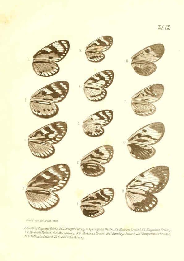 Reproducción/Reproduction 6096160059: Neue und seltene Arten des Lepidopteren-Genus Castnia Ludwigshafen a/Rhein :Im Selbstverlage des Herausgebers,1899