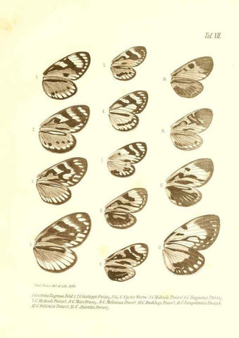 Reproducción/Reproduction 6096160059: Neue und seltene Arten des Lepidopteren-Genus Castnia Ludwigshafen a/Rhein :Im Selbstverlage des Herausgebers,1899