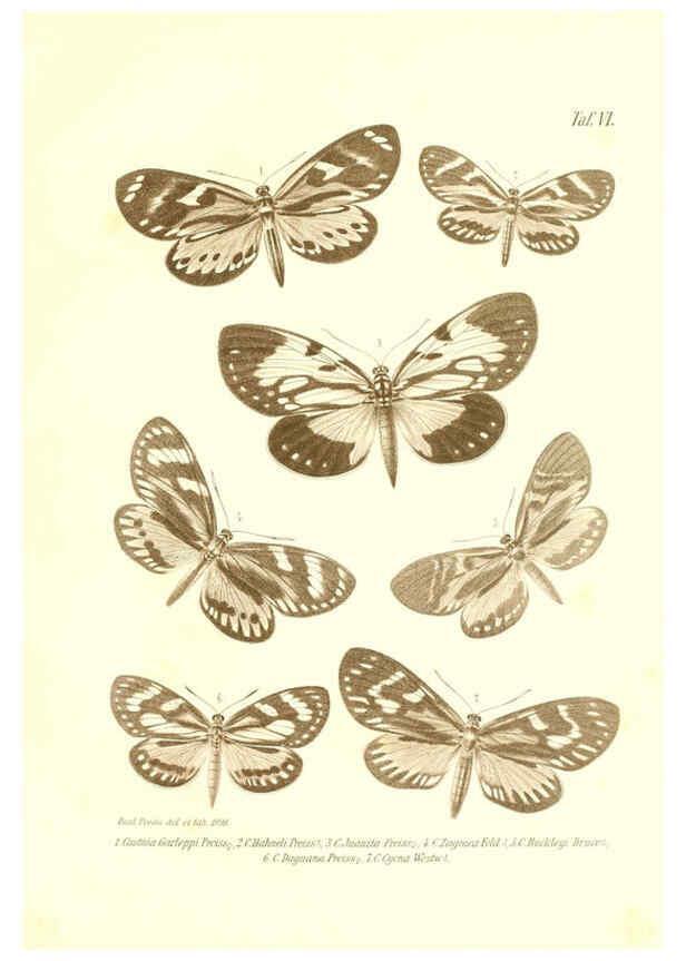 Reproducción/Reproduction 6096159851: Neue und seltene Arten des Lepidopteren-Genus Castnia Ludwigshafen a/Rhein :Im Selbstverlage des Herausgebers,1899