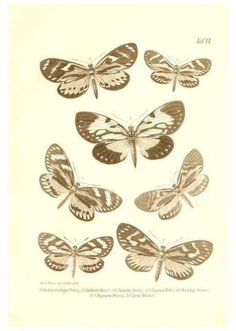 Reproducción/Reproduction 6096159851: Neue und seltene Arten des Lepidopteren-Genus Castnia Ludwigshafen a/Rhein :Im Selbstverlage des Herausgebers,1899