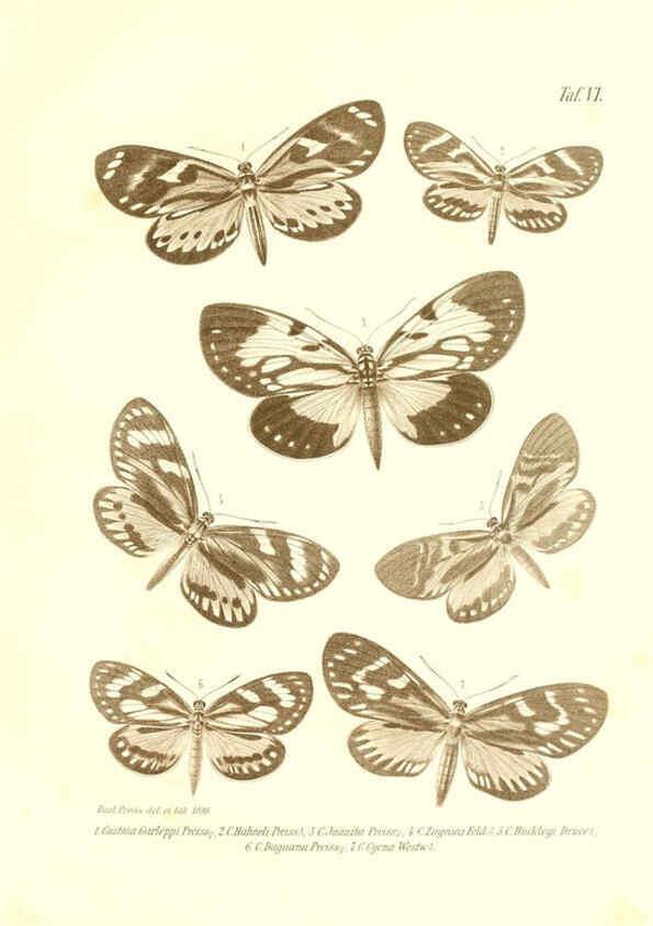 Reproducción/Reproduction 6096159851: Neue und seltene Arten des Lepidopteren-Genus Castnia Ludwigshafen a/Rhein :Im Selbstverlage des Herausgebers,1899