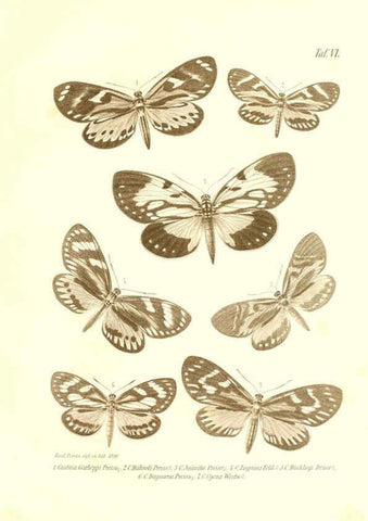 Reproducción/Reproduction 6096159851: Neue und seltene Arten des Lepidopteren-Genus Castnia Ludwigshafen a/Rhein :Im Selbstverlage des Herausgebers,1899