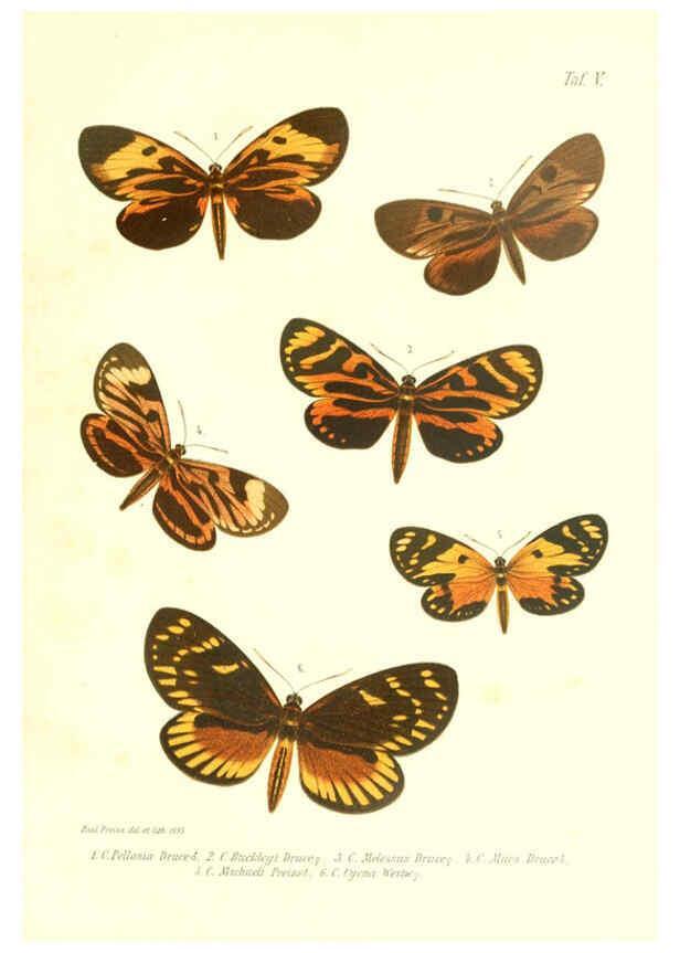 Reproducción/Reproduction 6096704364: Neue und seltene Arten des Lepidopteren-Genus Castnia Ludwigshafen a/Rhein :Im Selbstverlage des Herausgebers,1899