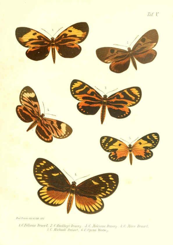 Reproducción/Reproduction 6096704364: Neue und seltene Arten des Lepidopteren-Genus Castnia Ludwigshafen a/Rhein :Im Selbstverlage des Herausgebers,1899