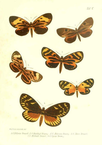 Reproducción/Reproduction 6096704364: Neue und seltene Arten des Lepidopteren-Genus Castnia Ludwigshafen a/Rhein :Im Selbstverlage des Herausgebers,1899