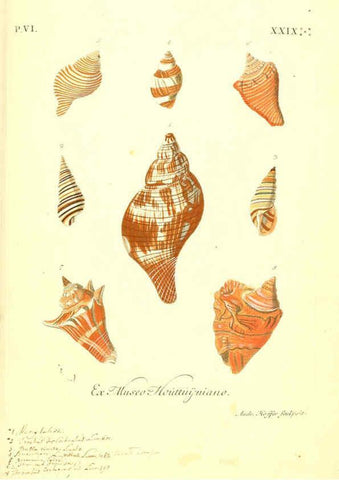 Reproducción/Reproduction 6096668156: Vergnügen der Augen und des Gemüths. v.2 atlas. [Nuremberg :1757