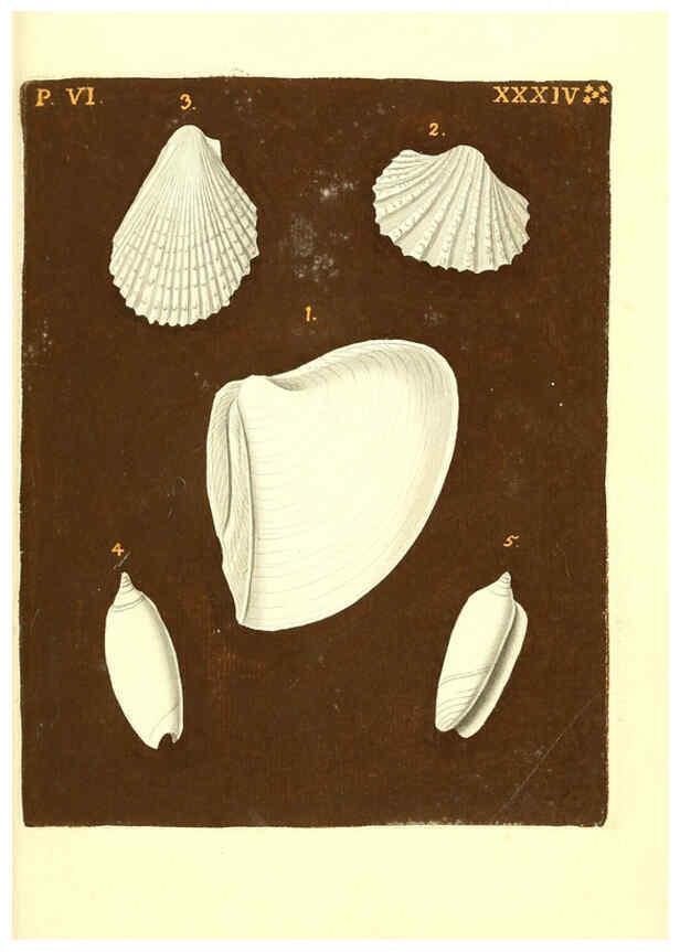 Reproducción/Reproduction 6096669510: Vergnügen der Augen und des Gemüths. v.2 atlas. [Nuremberg :1757