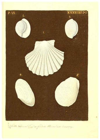 Reproducción/Reproduction 6096125593: Vergnügen der Augen und des Gemüths. v.2 atlas. [Nuremberg :1757
